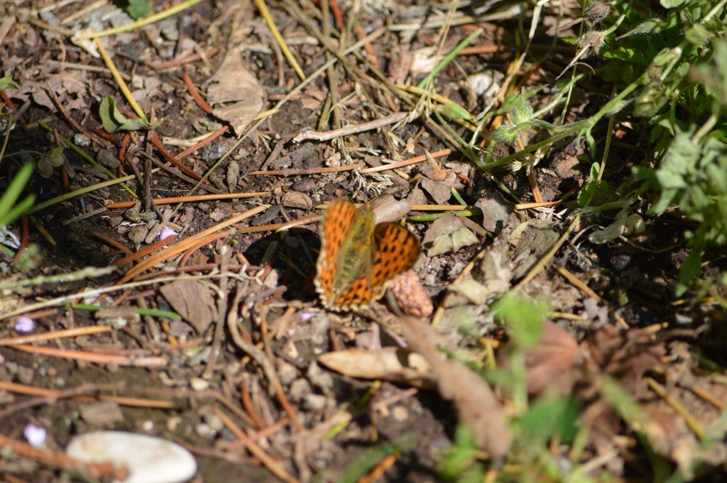 Cupido (Everes) alcetas, Melitaea didyma e Issoria (Issoria) lathonia